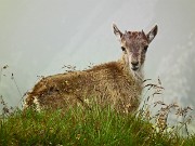 49 Stambecchi in nostra compagnia sulla vetta 